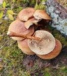Sparriger Schüppling, Foto 41