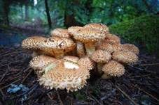 Sparriger Schüppling, Foto 42
