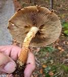 Sparriger Schüppling, Foto 43