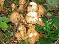 Sparriger Schüppling, Foto 7