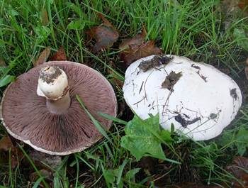 Sparrigschuppiger Champignon, Foto 2