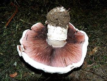 Sparrigschuppiger Champignon, Foto 3