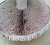 Sparrigschuppiger Champignon, Foto 12