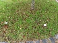 Sparrigschuppiger Champignon, Foto 14