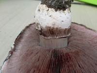 Sparrigschuppiger Champignon, Foto 15