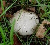 Sparrigschuppiger Champignon, Foto 16