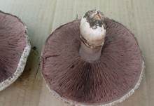Sparrigschuppiger Champignon, Foto 19