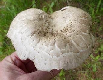 Sparrigschuppiger Champignon, Foto 4