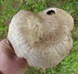 Sparrigschuppiger Champignon, Foto 22