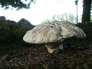 Sparrigschuppiger Champignon, Foto 5