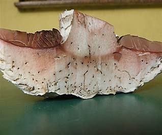 Sparrigschuppiger Champignon, Foto 6