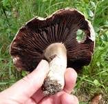 Sparrigschuppiger Champignon, Foto 7