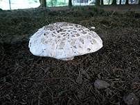 Sparrigschuppiger Champignon, Foto 8