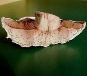 Sparrigschuppiger Champignon, Foto 9