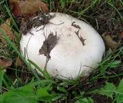 Sparrigschuppiger Champignon, Foto 11