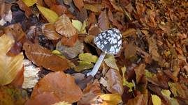 Spechttintling, Foto 13