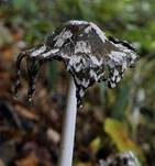 Spechttintling, Foto 7