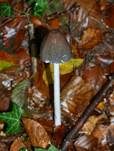 Spechttintling, Foto 8