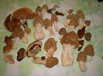 Speisemorchel, Foto 44