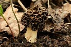 Speisemorchel, Foto 49
