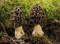 Speisemorchel, Foto 7