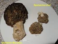 Speisemorchel, Foto 58