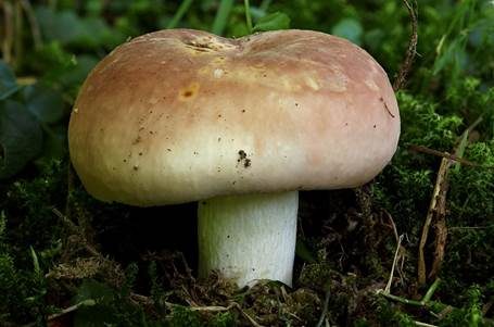 Speisetäubling, Foto 3