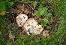 Speisetäubling, Foto 20
