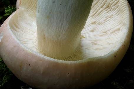 Speisetäubling, Foto 4