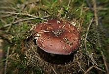 Speisetäubling, Foto 27