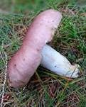 Speisetäubling, Foto 48