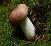 Speisetäubling, Foto 8