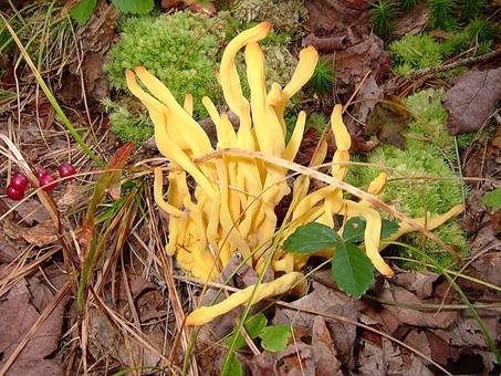 Spindelförmige Wiesenkeule, Foto 2