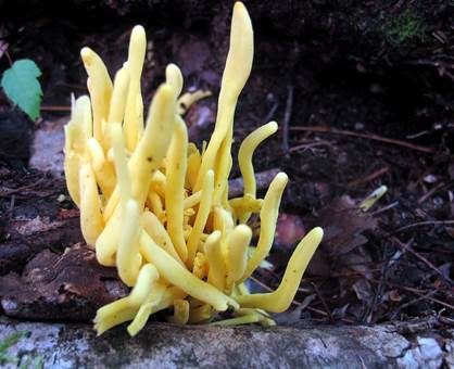 Spindelförmige Wiesenkeule, Foto 3