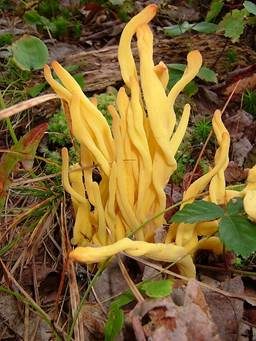 Spindelförmige Wiesenkeule, Foto 5