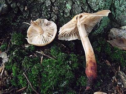 Spindeliger Rübling, Foto 2