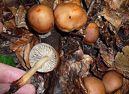 Spindeliger Rübling, Foto 3