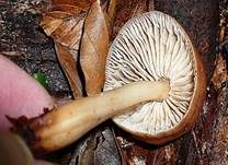 Spindeliger Rübling, Foto 13