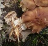 Spindeliger Rübling, Foto 14
