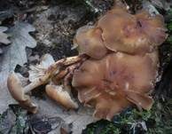 Spindeliger Rübling, Foto 15