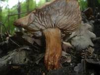 Spindeliger Rübling, Foto 16