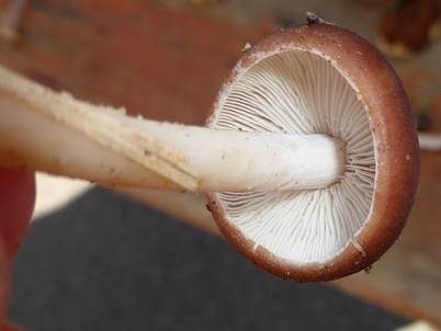 Spindeliger Rübling, Foto 5