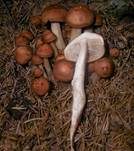 Spindeliger Rübling, Foto 6