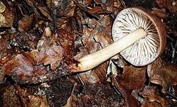 Spindeliger Rübling, Foto 8