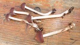 Spindeliger Rübling, Foto 10