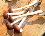 Spindeliger Rübling, Foto 11