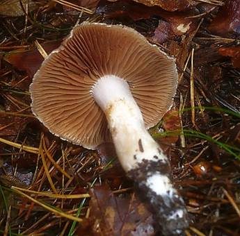Spindeliger Wasserkopf, Foto 3
