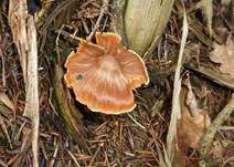 Spindeliger Wasserkopf, Foto 5