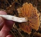 Spindeliger Wasserkopf, Foto 7