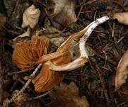 Spindeliger Wasserkopf, Foto 8